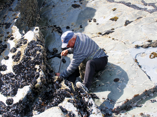 Aos Percebes
