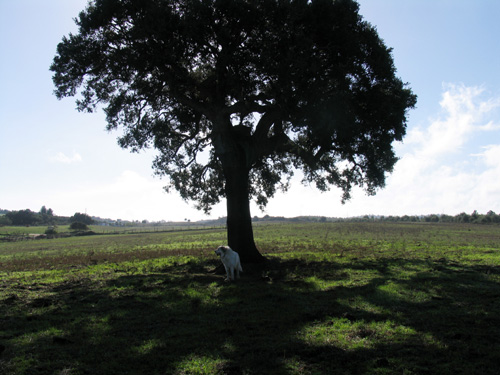 Chaparro no arneiro