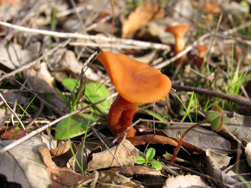 Cogumelo