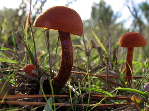 Cogumelos