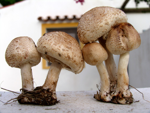 Cogumelos