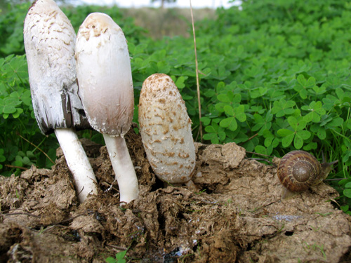 Cogumelos