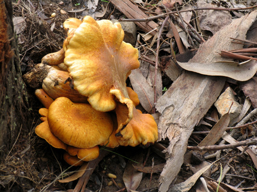 Cogumelos
