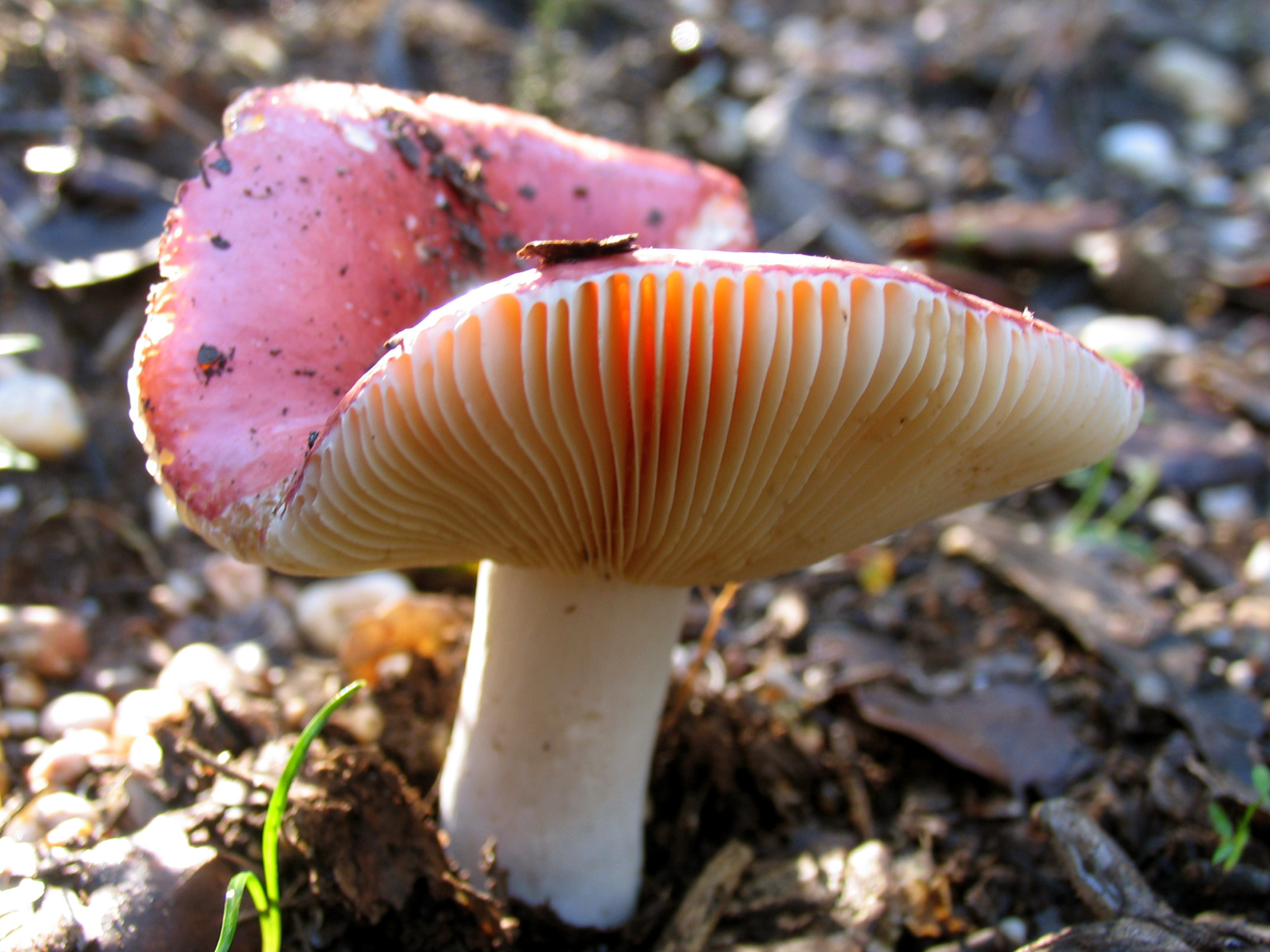 Cogumelo