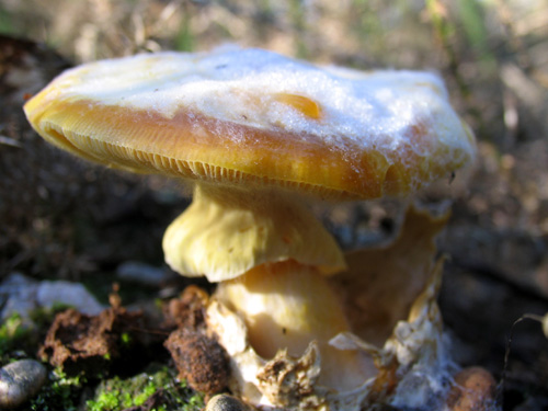Cogumelo