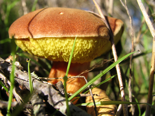 Cogumelo