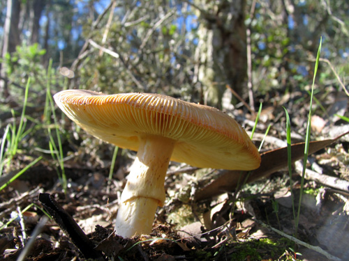 Cogumelo