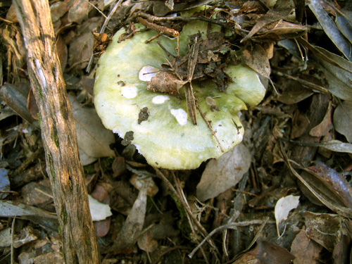 Cogumelo