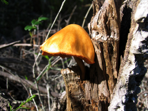 Cogumelo