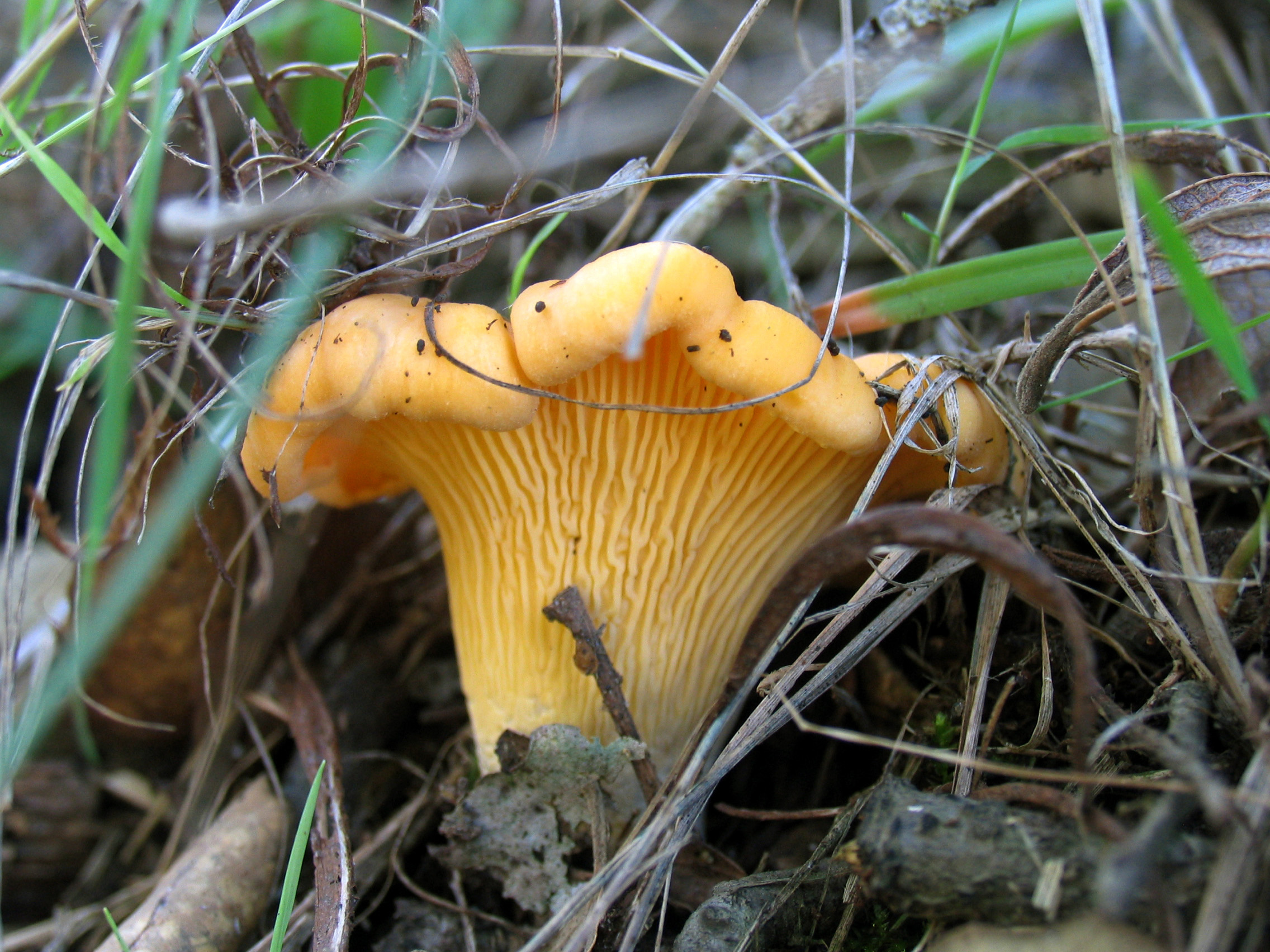 Cogumelo