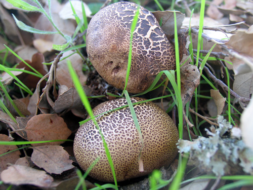 Cogumelos