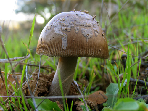 Cogumelo