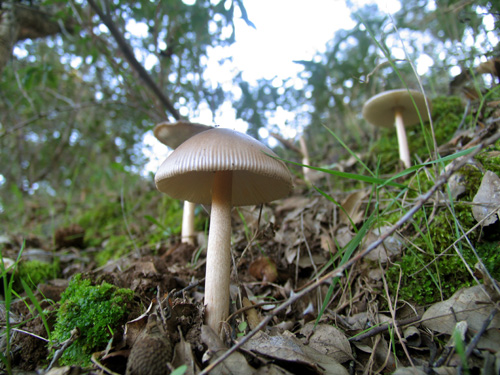 Cogumelos
