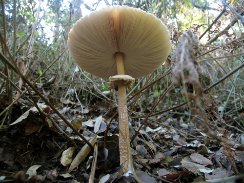 Cogumelo
