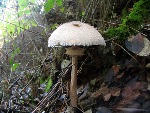 Cogumelo