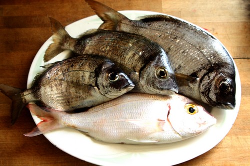 Bica e sargos