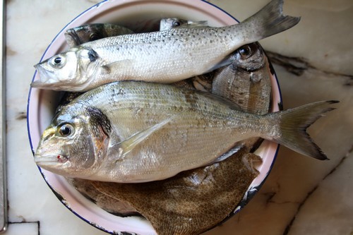 Dourada, robalo,pragado, choupas e safias