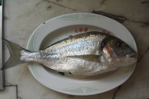 Dourada