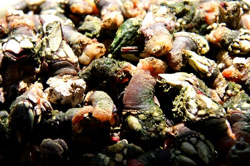 Percebes