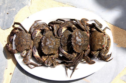 Navalheiras