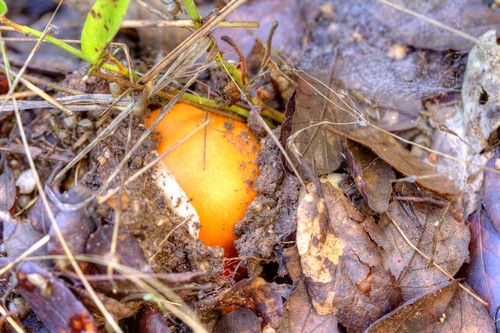 Amanita Caesarea