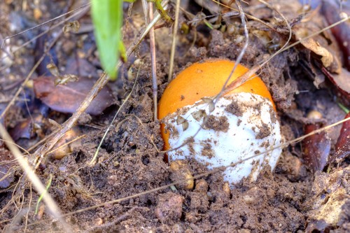 Amanita Caesarea1