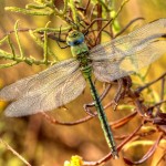 Anax Imperator - Fêmea