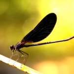 Calopteryx haemorhoidalis - Macho