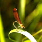 Calopteryx virgo - Fêmea