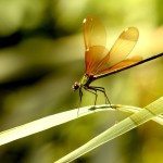 Calopteryx virgo - Fêmea