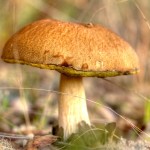 Cogumelo8