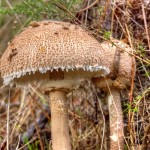 Cogumelos1
