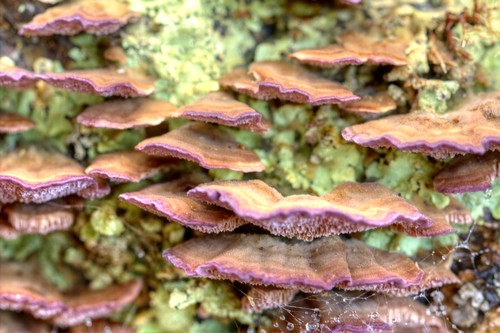 Cogumelos1