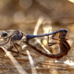 Orthetrum chrysostigma - Acasalamento