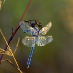 Orthetrum chrysostigma Macho