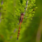 Orthetrum chrysostigma Macho teneral
