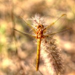 Orthetrum coerulescens - Fêmea