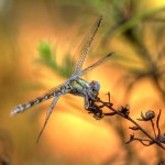 Paragomphus genei - Fêmea