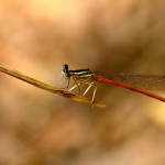 Platycnemis acutipennis - Macho