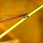 Pyrrhosoma nimphula - Macho
