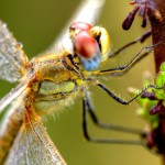 Sympetrum striolatum - Fêmea