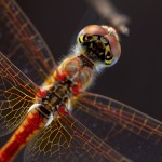 Sympetrum striolatum - Macho
