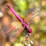 Trithemis annullata - Macho