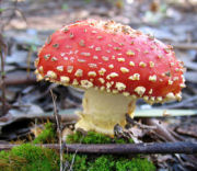 mushroom
