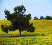 Campo