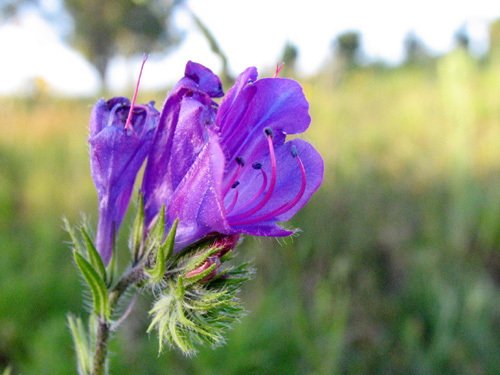 Flores