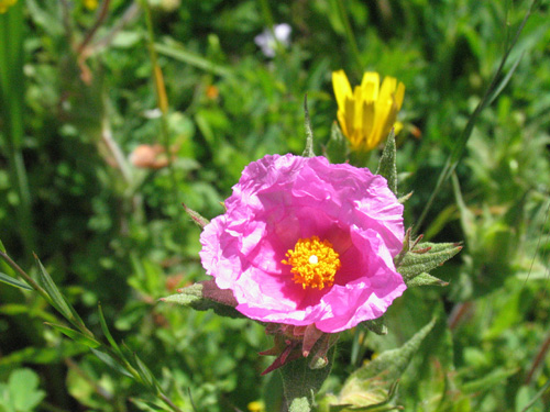 Flores