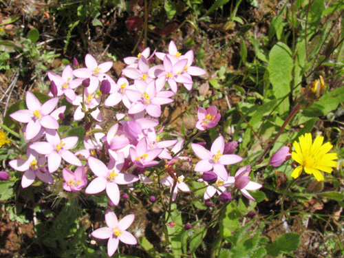 Flores