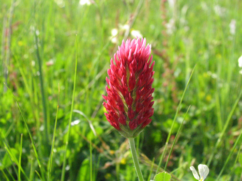 Abril em Flor