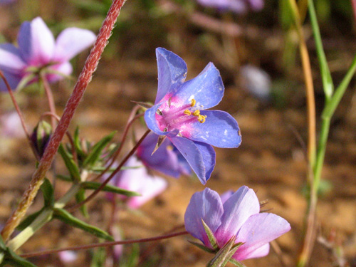Abril em Flor